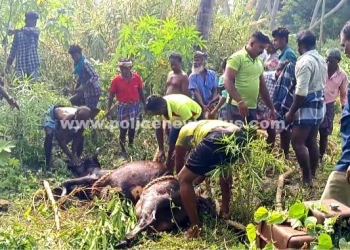 கிணற்றில் தவறி விழுந்த பசுமாடு மீட்ட தீயணைப்பு துறையினர்