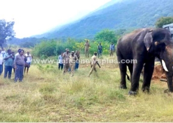 வன அலுவலர்கள் அதிரடி நடவடிக்கை