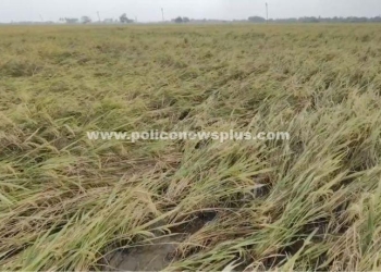 நெற்பயிர்கள் மழையால் பாதிப்பு