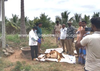 விவசாய தோட்டத்தில் சிறுத்தை நடமாட்டம்