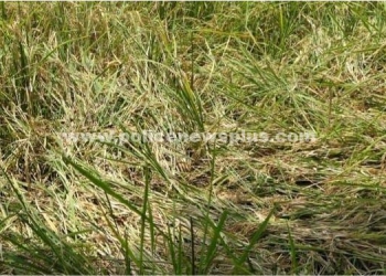 நெல் பயிர்கள் நீரில் மூழ்கி சேதம்