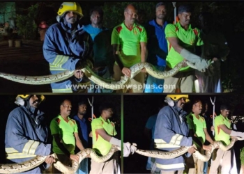 குடியிருப்பு பகுதியில் புகுந்த மலைப்பாம்பு