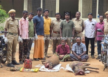 காட்டு பன்றிகளை வேட்டையாடிய கும்பல் கைது