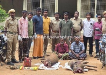 காட்டு பன்றிகளை வேட்டையாடிய கும்பல் கைது